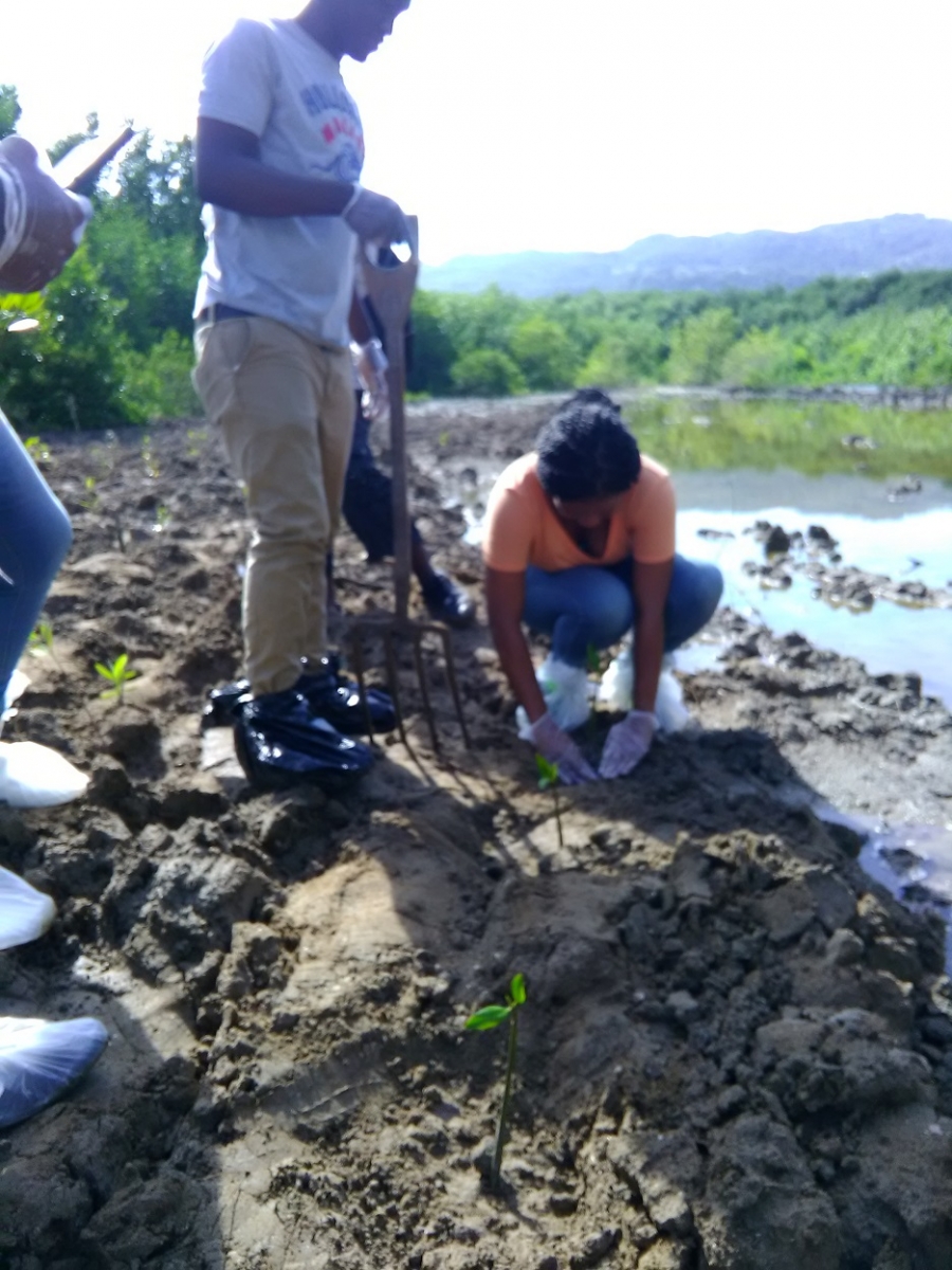 tamoya planting mangroves